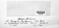 Image Associated With the Occurrence